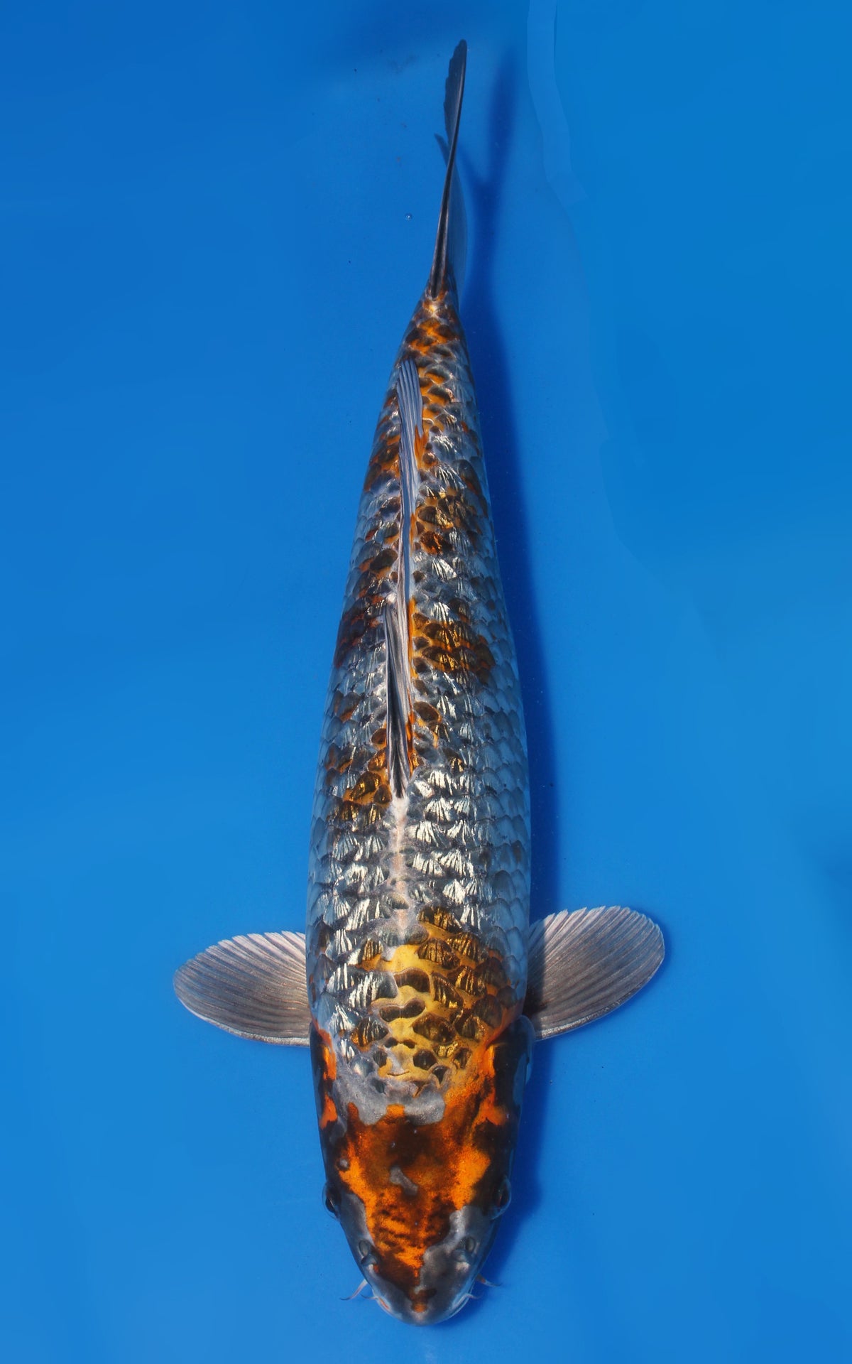 Kawari