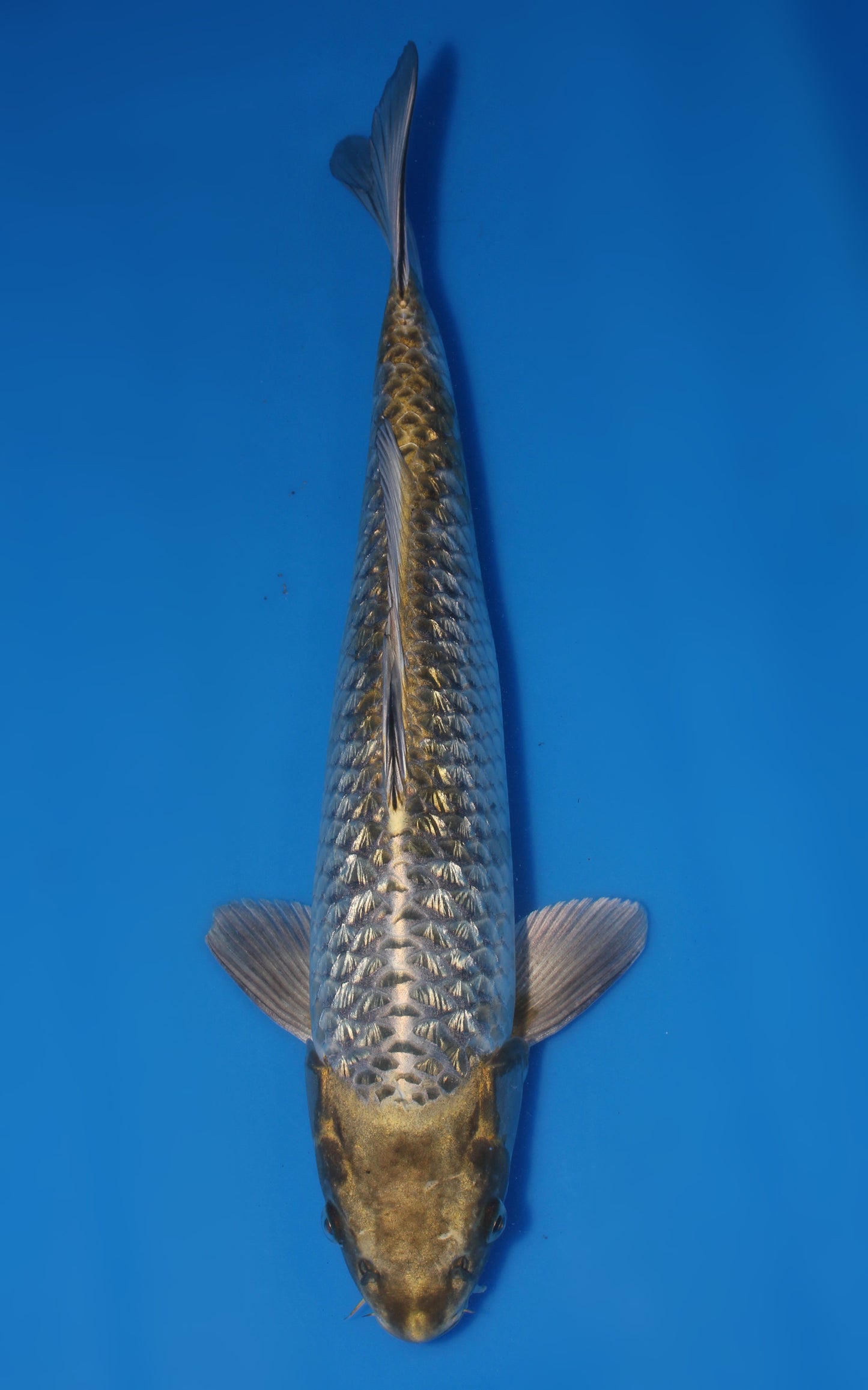 Kawari