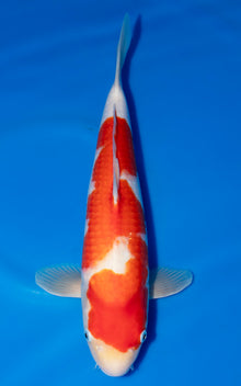 Kohaku