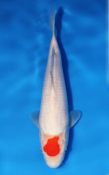 Tancho Kohaku