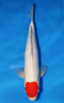 Tancho Kohaku