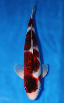 Budo Goromo