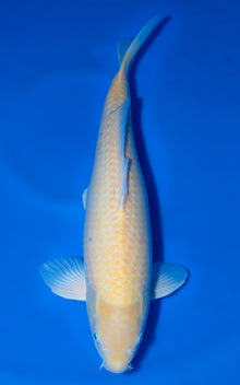 Karashigoi