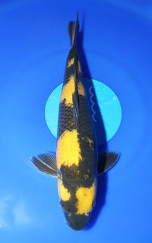 Ki Utsuri