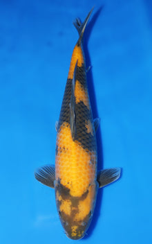 Ki Utsuri