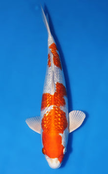 Ginrin Sakura Ogon