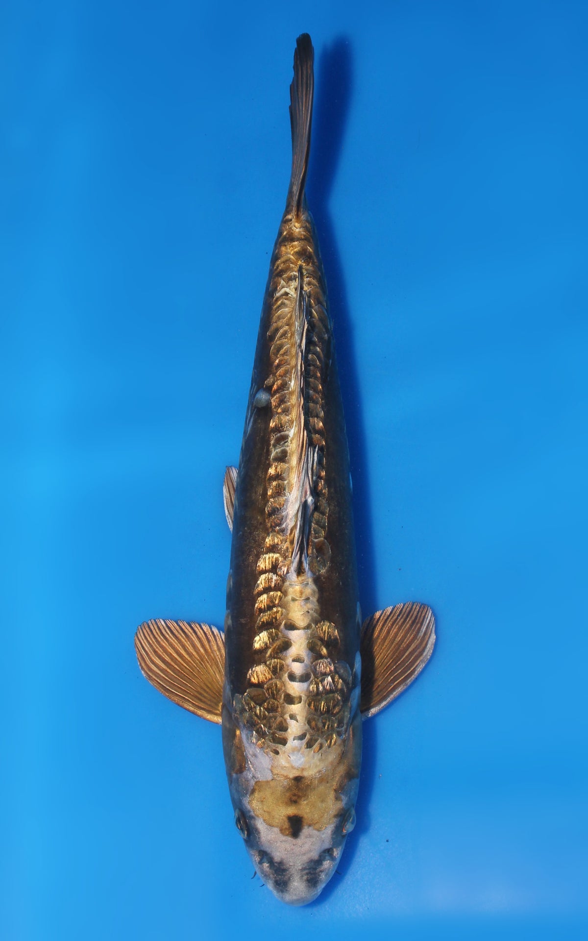 Kawari