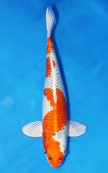 Kujaku