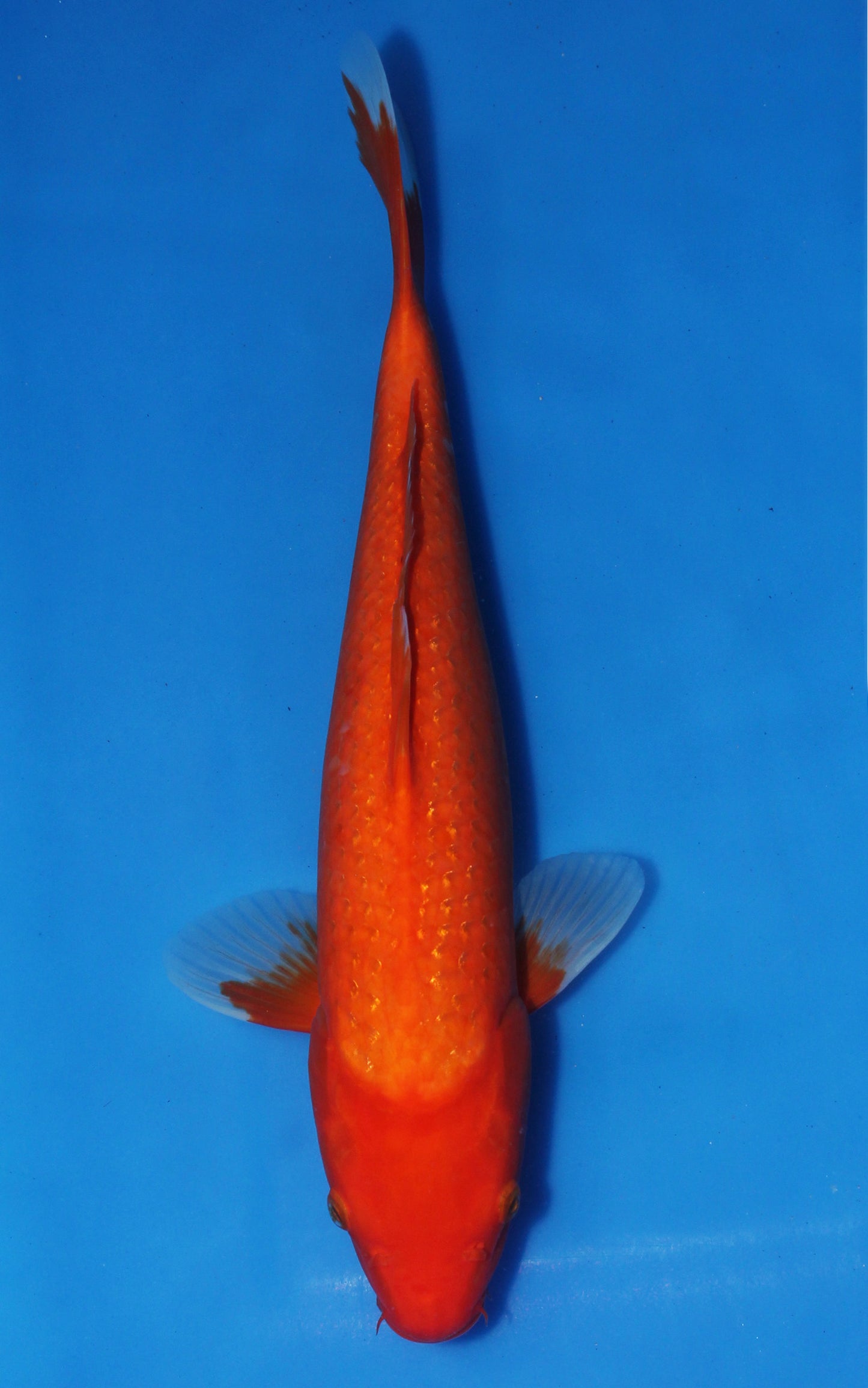 Pearlscale Benigoi