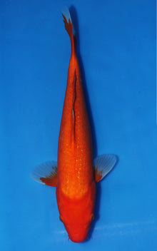 Pearlscale Benigoi