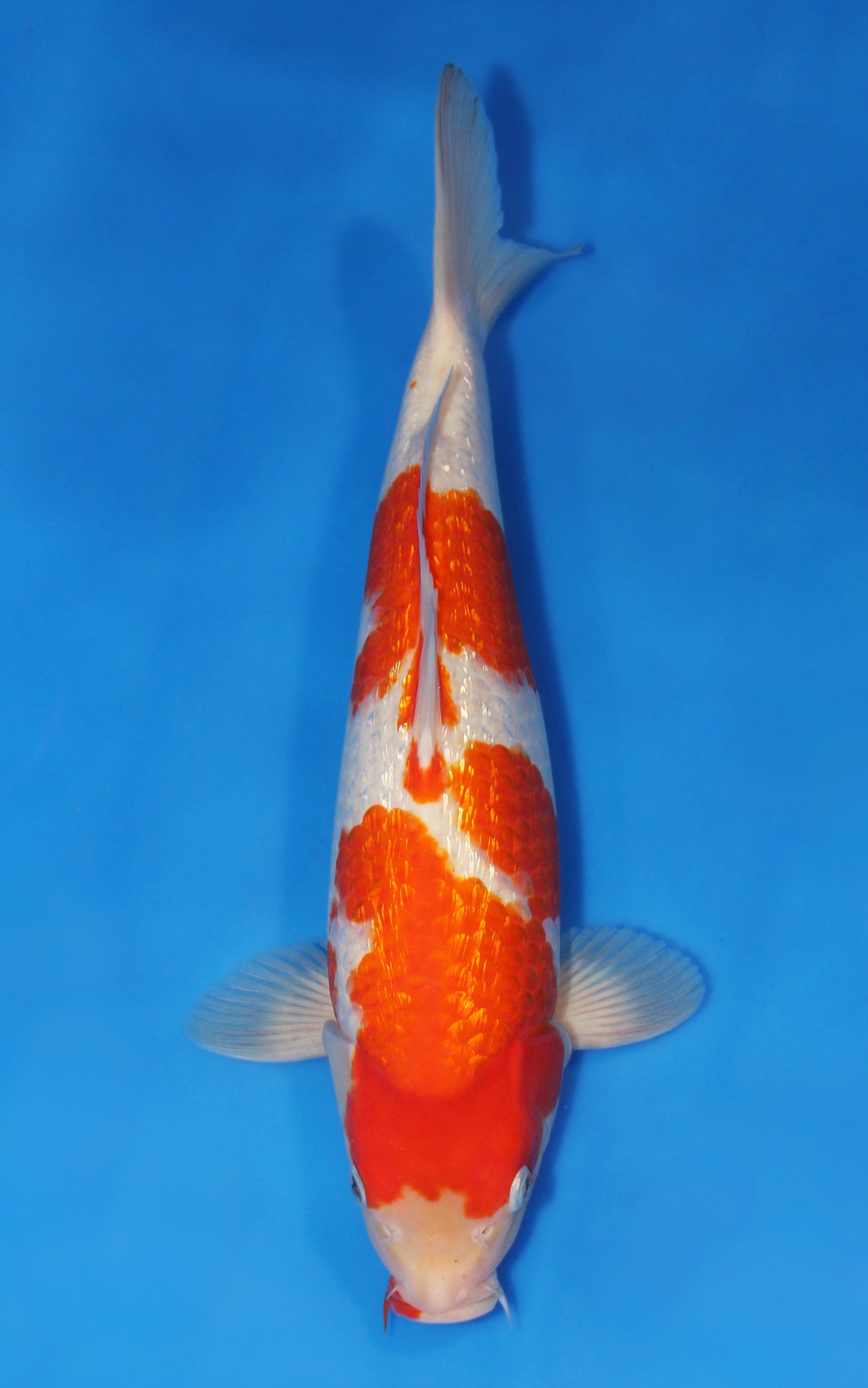 Ginrin Kohaku