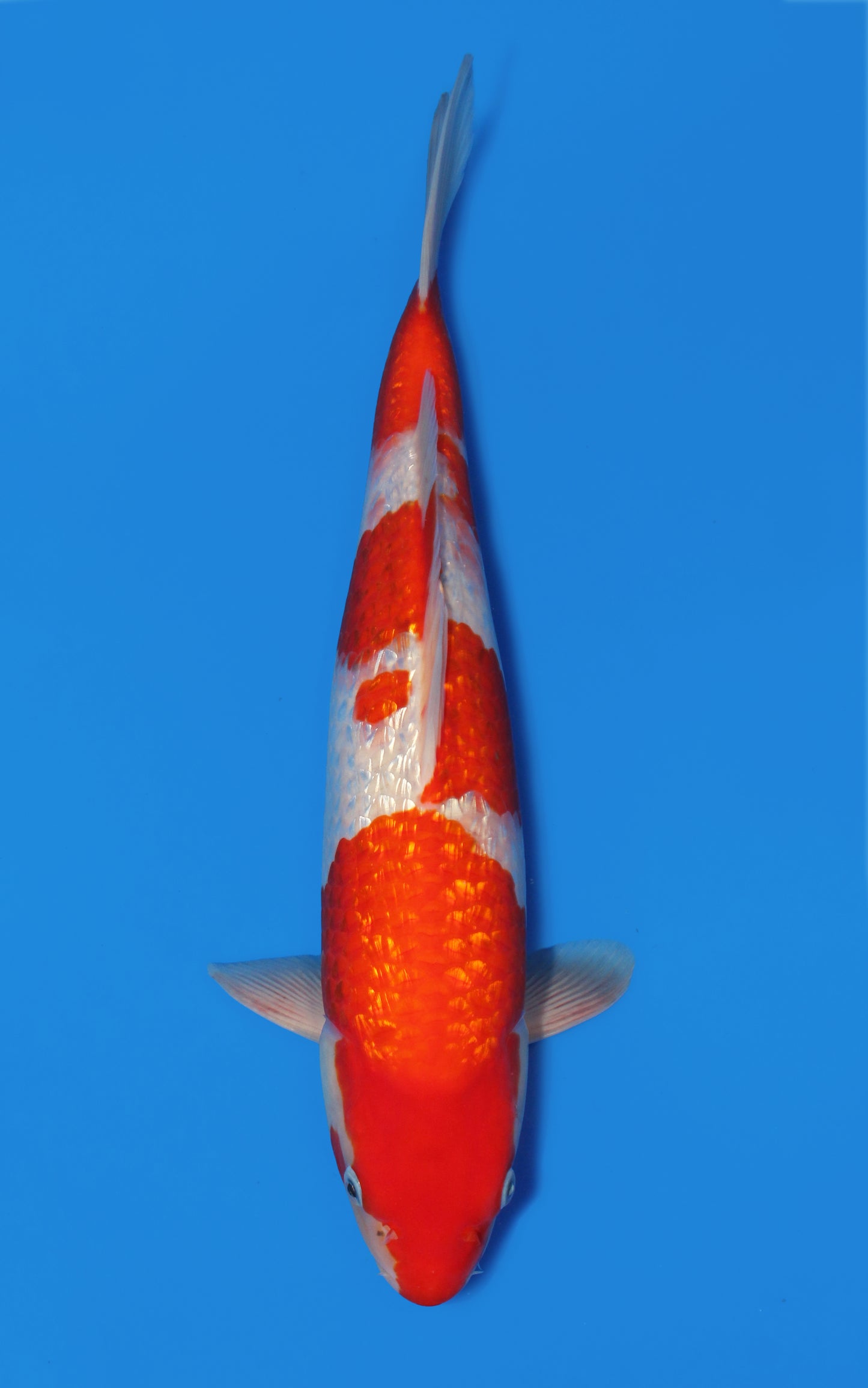 Ginrin Kohaku
