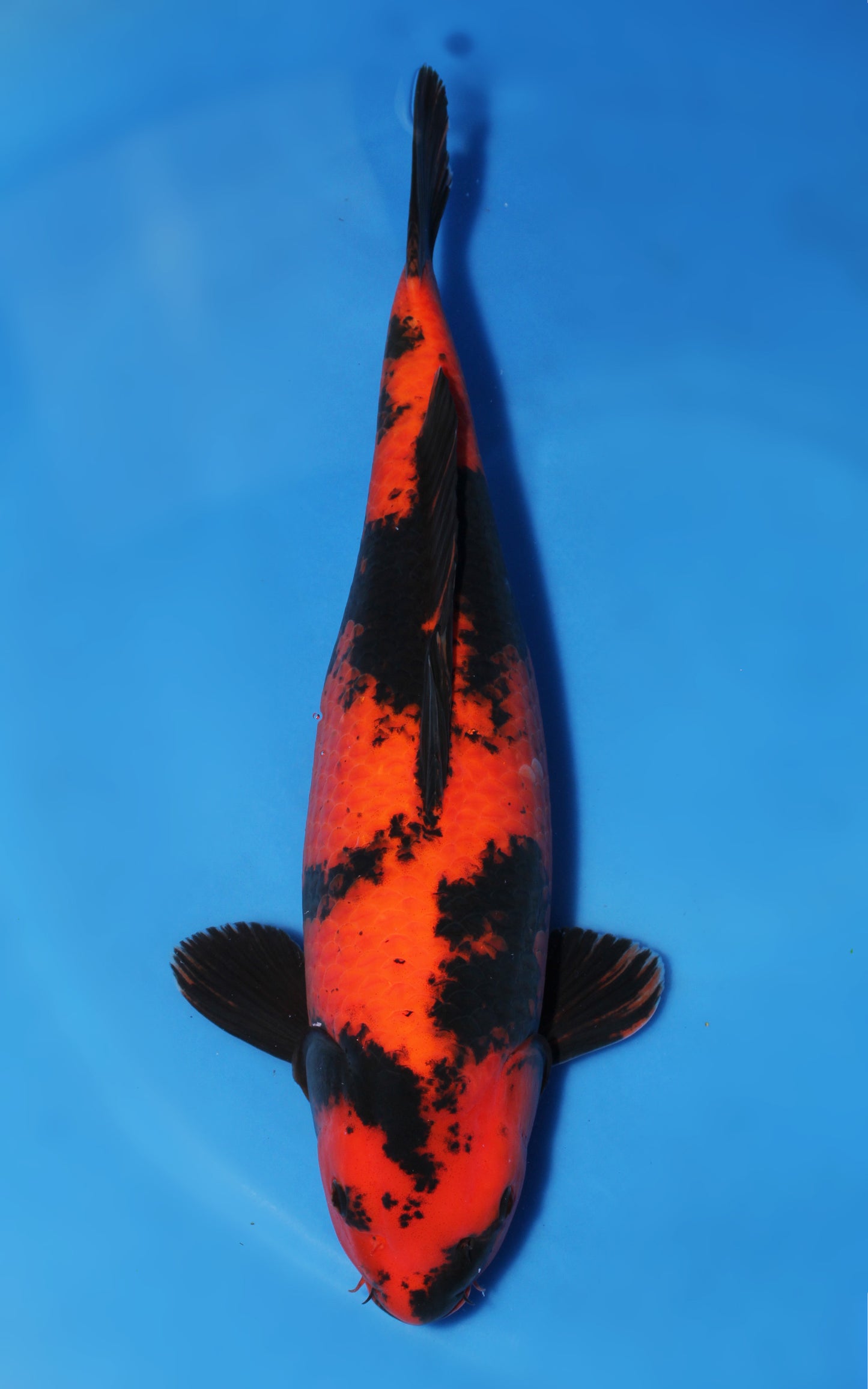 Hi Utsuri