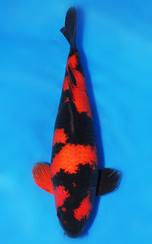 Hi Utsuri