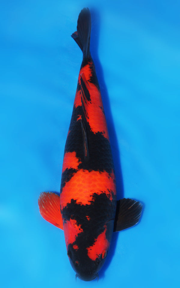 Hi & Ki Utsuri Japanese koi for sale