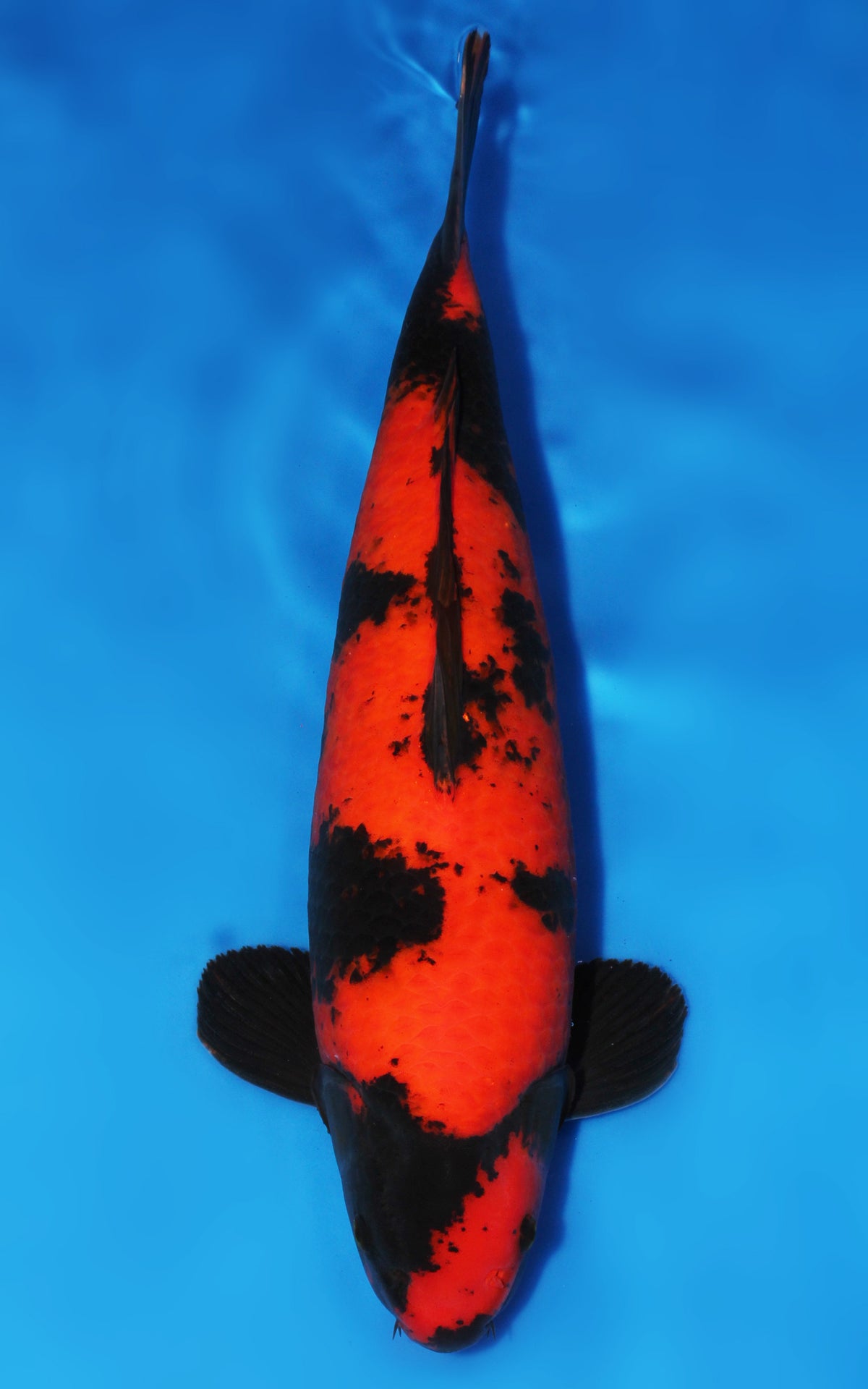 Hi Utsuri
