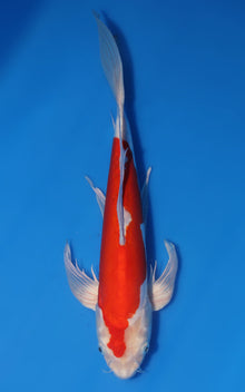 Butterfly Kikusui