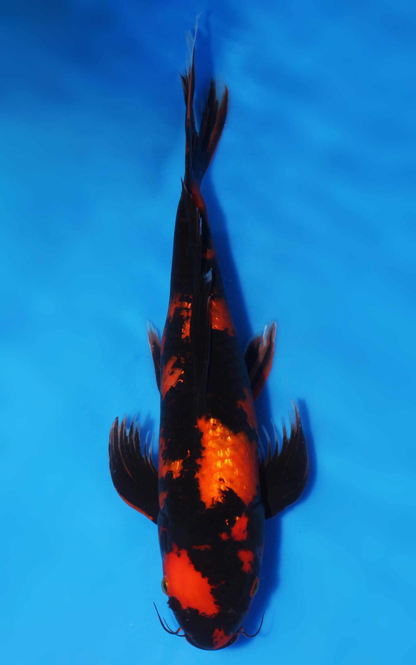 Ginrin Hi Utsuri Butterfly