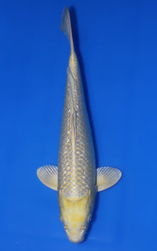 Ginrin Yamabuki Ogon