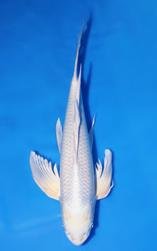 Ginrin Platinum Butterfly