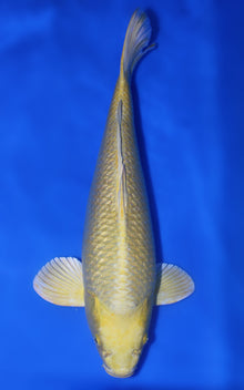 Yamabuki Ogon