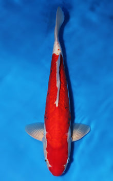 Beni Kumonryu