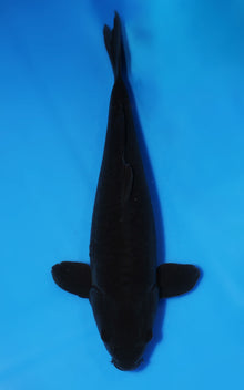 Aragoke Karasugoi