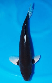 Hajiro
