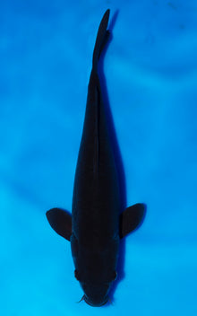 Karasugoi