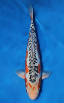 Shusui