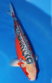 Shusui
