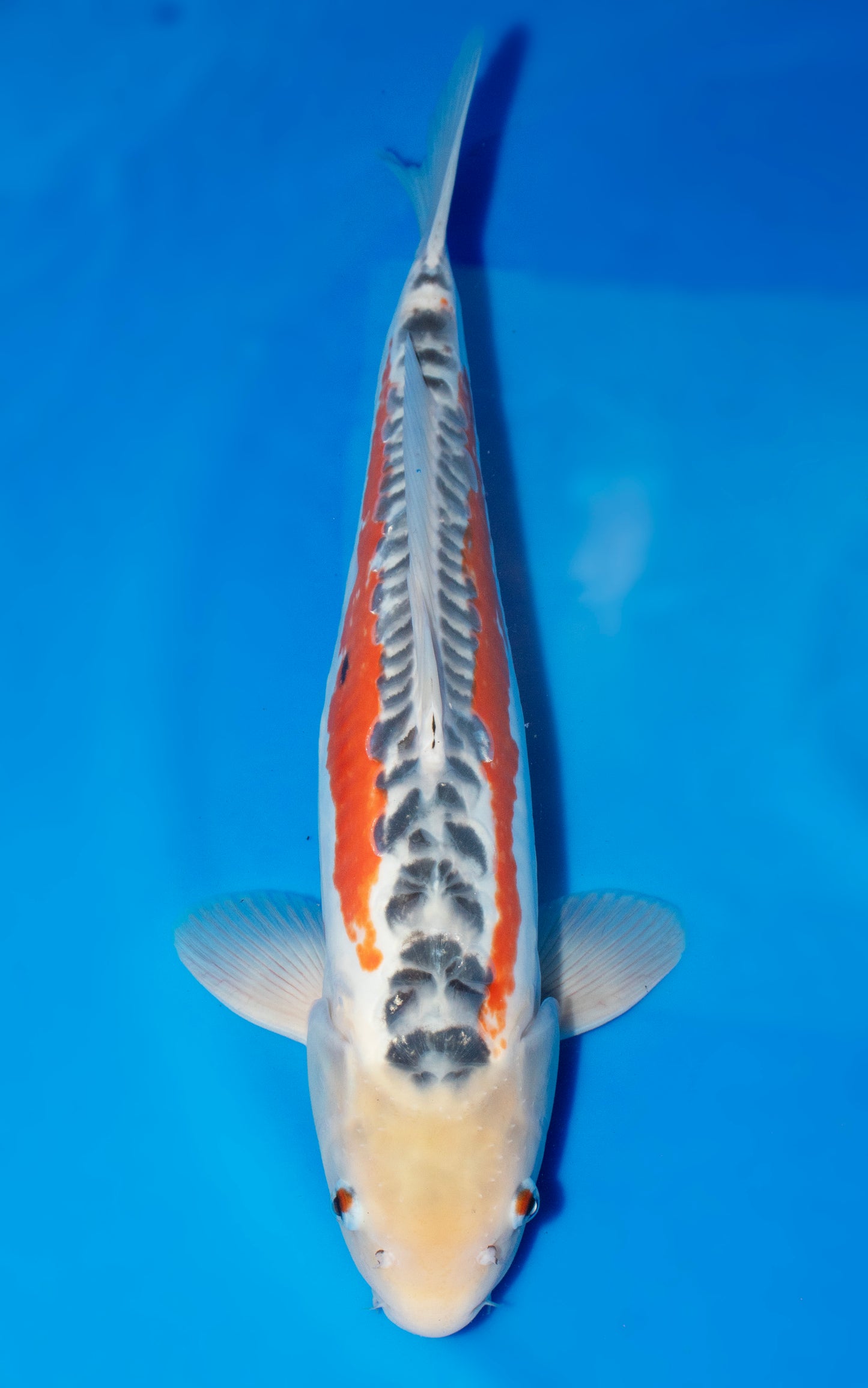 Shusui