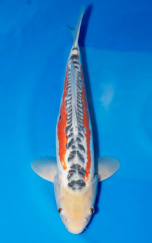 Shusui