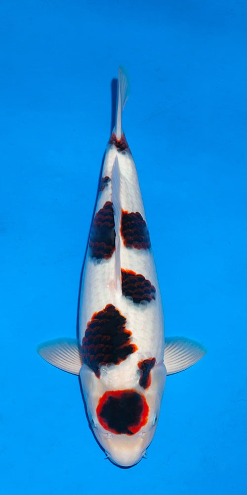Goromo Japanese koi for sale