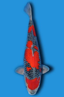 Goshiki