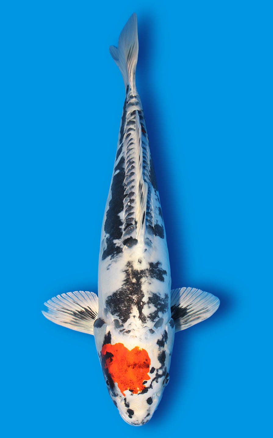Beni kikokuryu