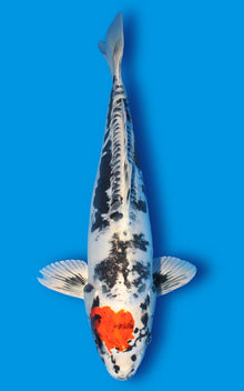 Beni kikokuryu