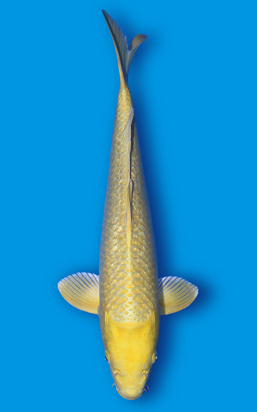 Yamabuki ogon