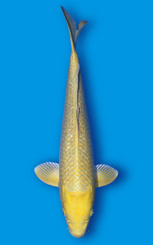 Yamabuki ogon