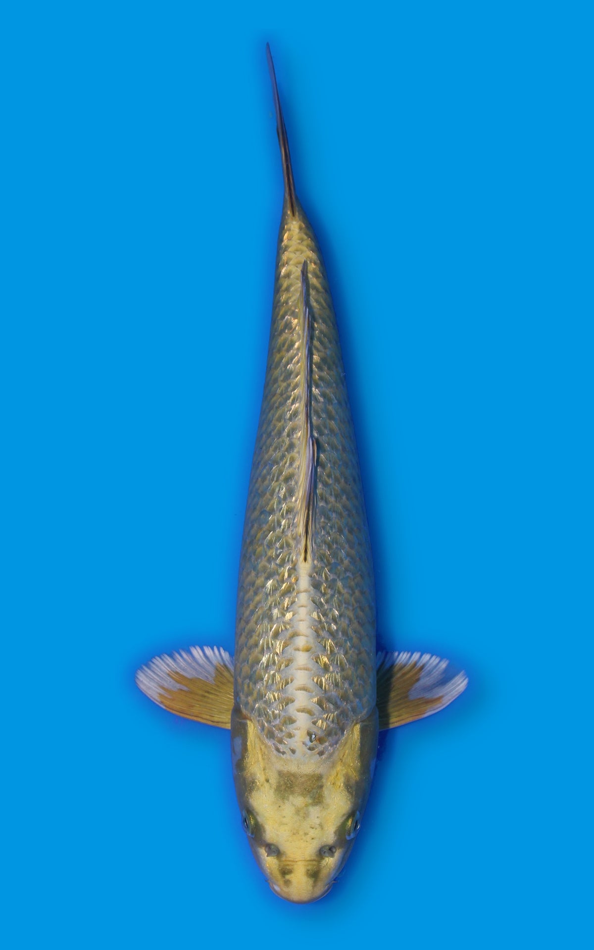 Ginrin Mukashi Ogon