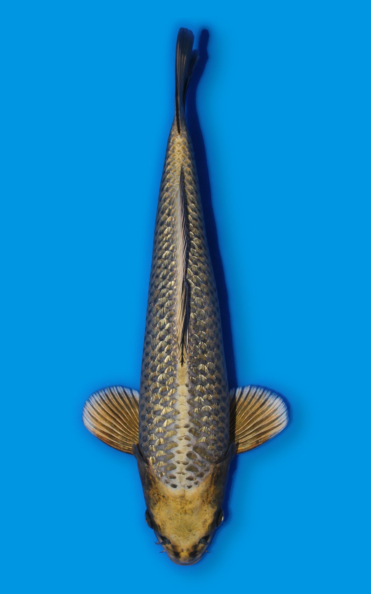 Ginrin Mukashi ogon