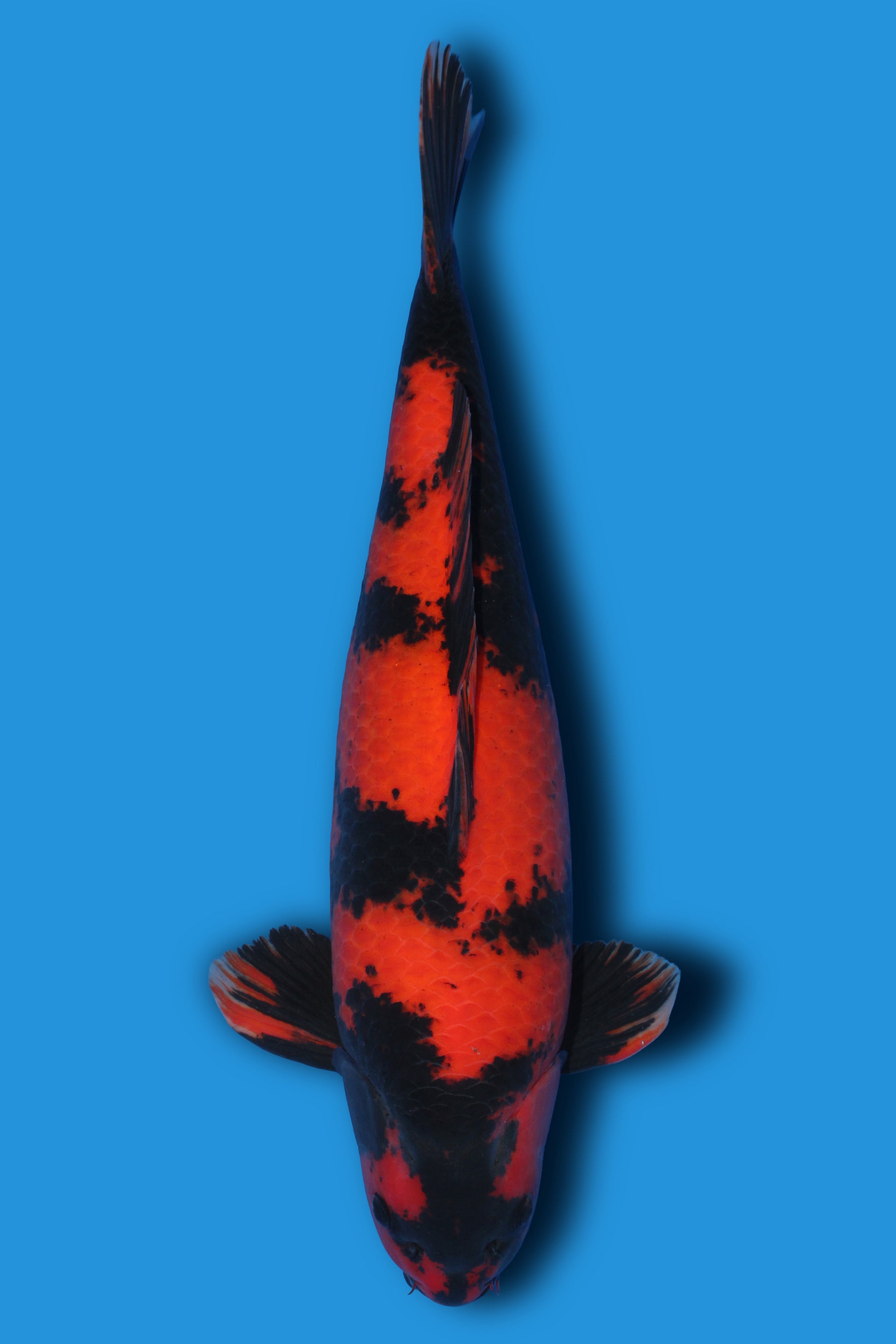 Hi Utsuri