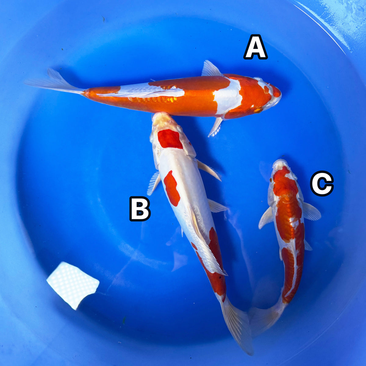 Kikusui Group
