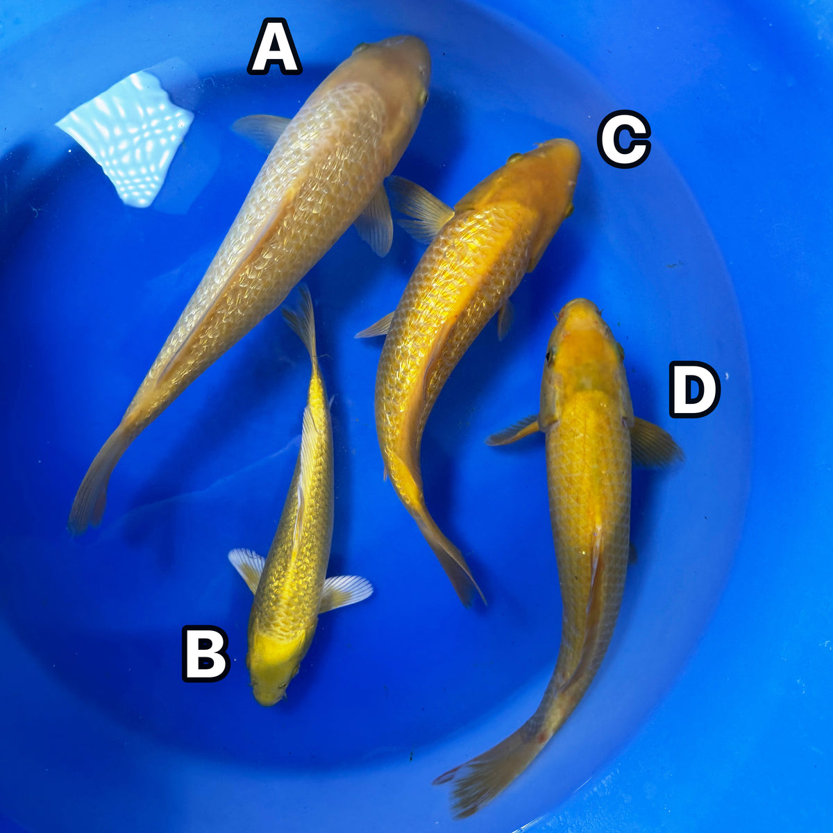 Ginrin Yellow Monkey, Ginrin Yamabuki Ogon, Ginrin Chagoi & Golden Corn Group