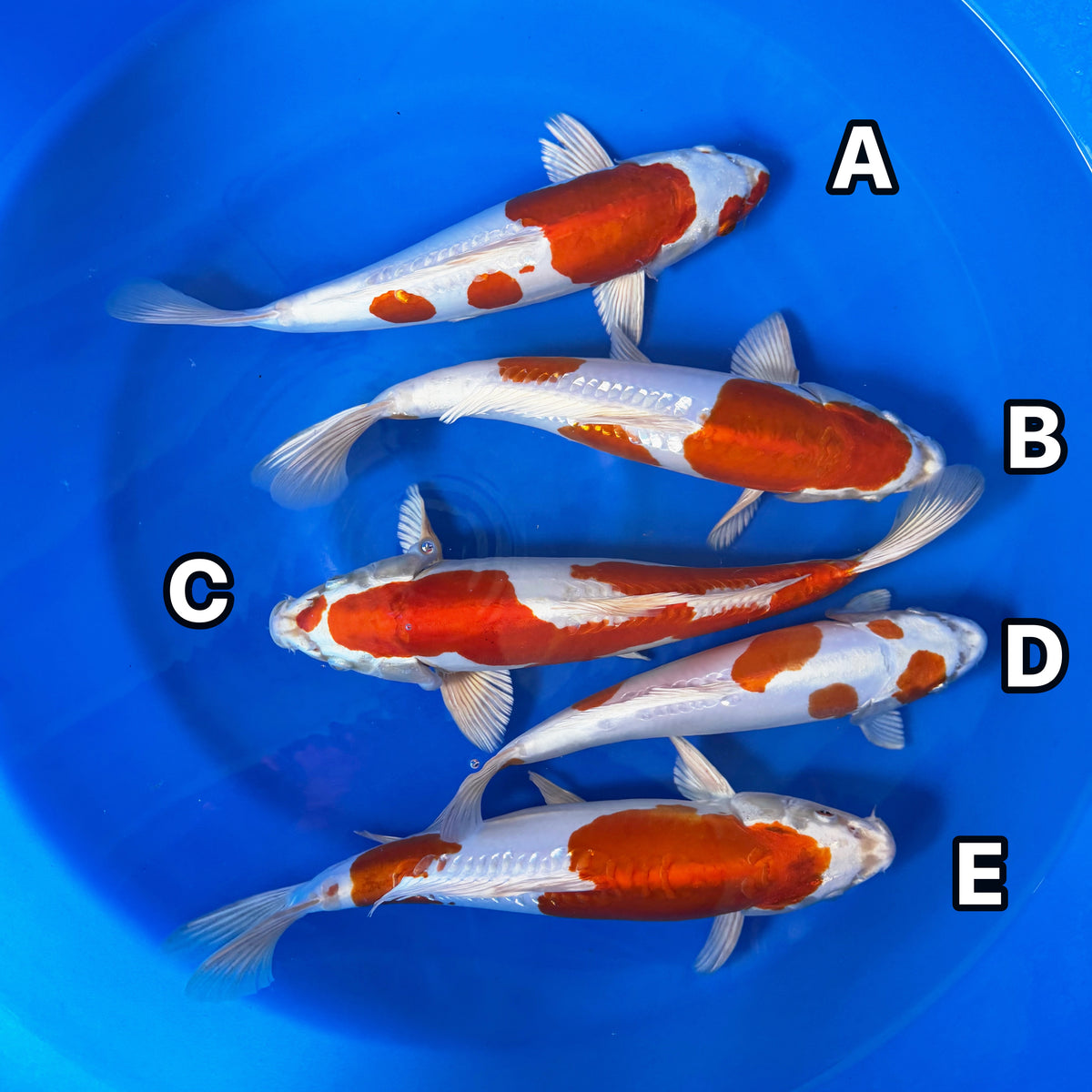 Kikusui Group