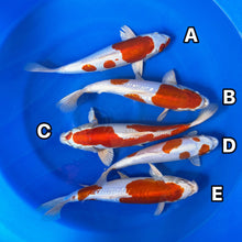 Kikusui Group Japanese koi for sale – 12-15 inch, Kanno bloodline – House of Koi