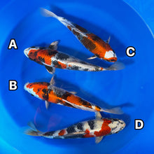 Kin Showa Group
