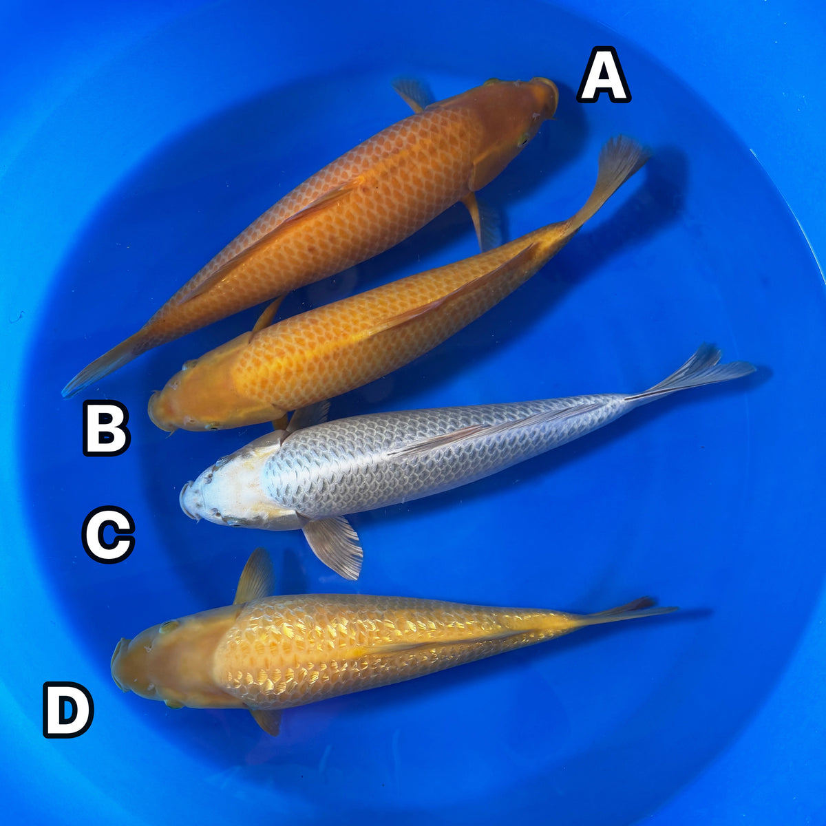 Golden Corn, Kabuto Ogon & Ginrin Yellow Monkey Group