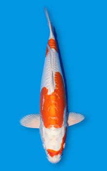Kikusui