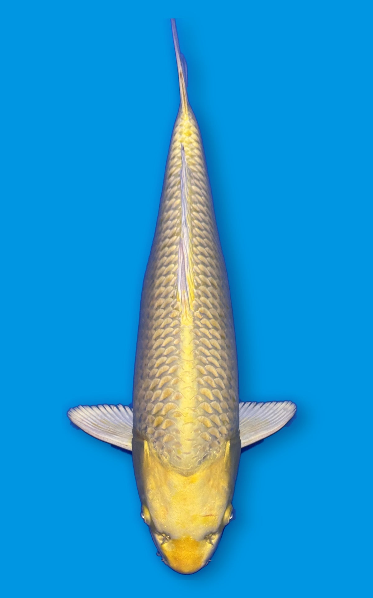 Yamabuki Ogon